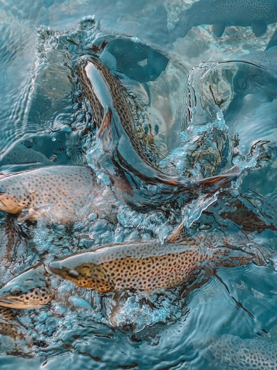 Forage Fish: Your Next Superfood Obsession